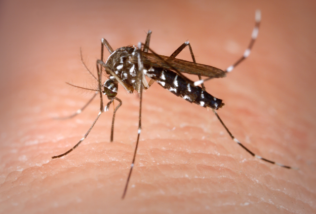 Prevenzione e controllo delle malattie trasmesse da insetti vettori e, in particolare, di zanzara tigre e zanzara comune